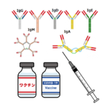 「新型コロナワクチンはIgAが増えないから意味がない」はデマ